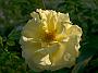 Rosa Lichtkoenigin Lucia2